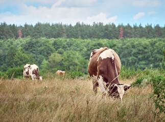 Fototapeta na wymiar Cows on a green field.