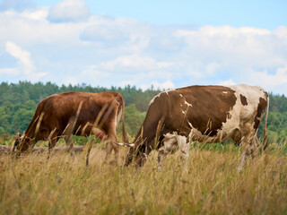Cows on a green field.