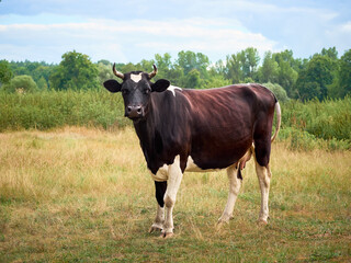 Cow on a green field.