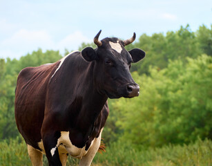 Cow on a green field.