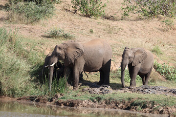 Fototapeta premium Afrikanischer Elefant am Olifants River / African elephant at Olifants River / Loxodonta africana.