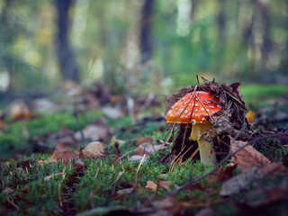 Fly agaric in the autumn forest.