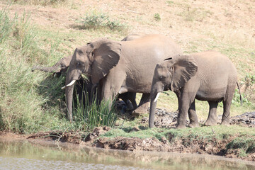 Afrikanischer Elefant am Olifants River / African elephant at Olifants River / Loxodonta africana.