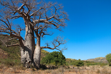 Fototapeta na wymiar baobab trees in south of Madagascar with bright blue sky