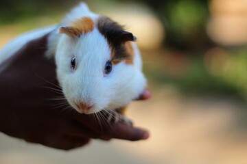 Beautiful guinea pig in nice blur background guinea pigcute guinea pig HD wallpaper animal photography