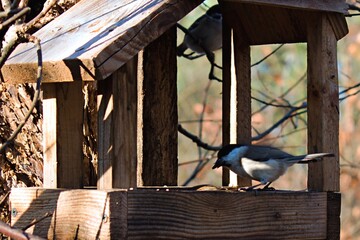 Fototapeta na wymiar small birds flew to the tree feeder on a sunny autumn day