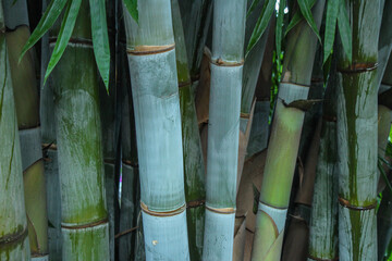 green bamboo in tropical Madagscar