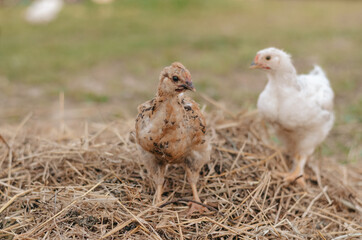 young chickens on the street