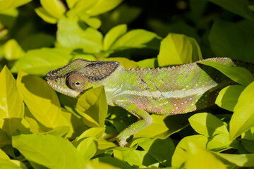 Chameleon in tropical Madagascar, bright colored reptiles endemic to this fantastic island.