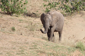 Obraz premium Afrikanischer Elefant / African elephant / Loxodonta africana.