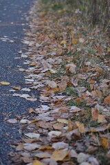autumn leaves on the ground