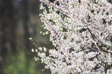 spring flowers