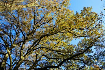 Low angle view on branches of oak tree crown in yellow autumn colors against blue sky - Viersen, Germany