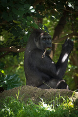 Gorila sentado disfrutando comer