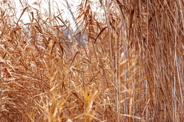 reeds on the lake.reeds on the last day of autumn