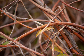 plexus of wild grapes. vine on the last day of autumn