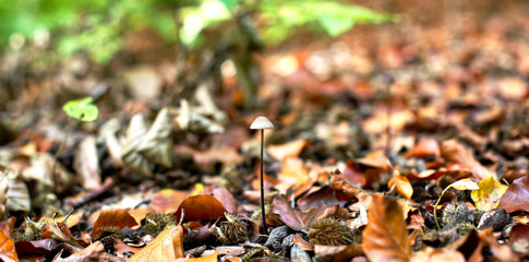Mini Babypilz im Herbstwald