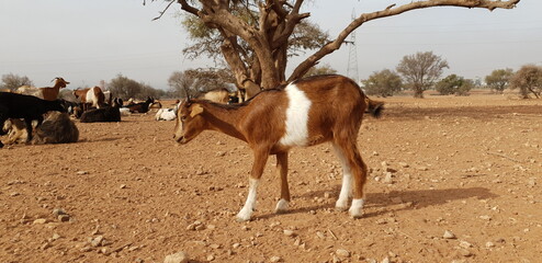 Marokko