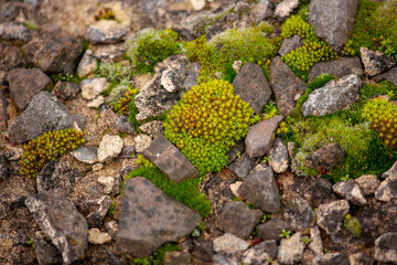 creation of nature on the last day of autumn. beautiful forest moss close up