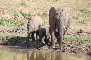 Afrikanischer Elefant am Olifants River / African elephant at Olifants River / Loxodonta africana.