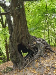 Schöne und aussergewöhnliche Bäume