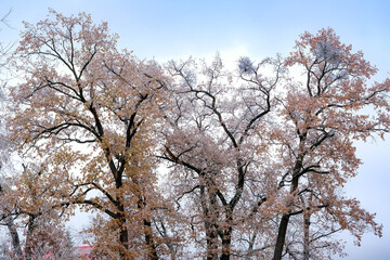 the tree with orange leaves covered with frost