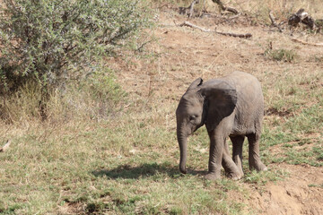 Fototapeta premium Afrikanischer Elefant / African elephant / Loxodonta africana.