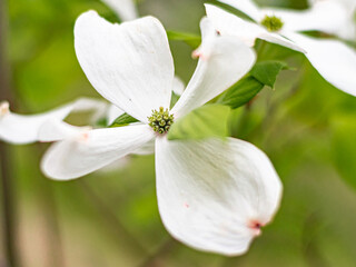 Flower Upclose