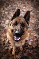 smiling german shepherd dog portrait