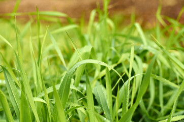 Photo of fresh wet green grass