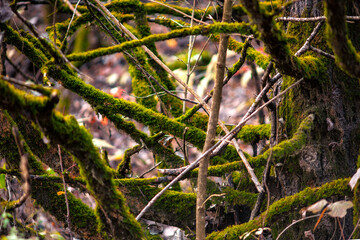 green moss on tree branches