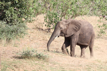 Fototapeta premium Afrikanischer Elefant / African elephant / Loxodonta africana.