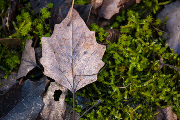 dry leaf on a background of green moss