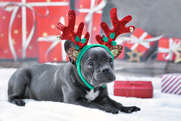 Blue young French Bulldog dog dressed up with reindeer antlers headband and bow tie in front of...