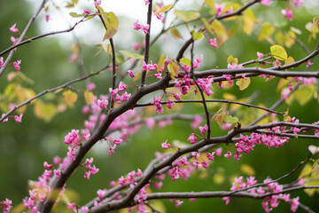 Pink Blooming Tree 