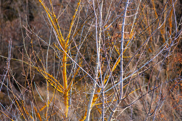 mold on young trees. yellow tree outdoors