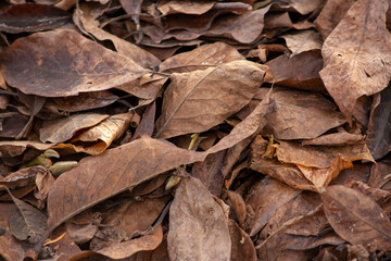 dry leaves close up. dry leaves after frost