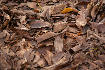 dry leaves close up. dry leaves after frost