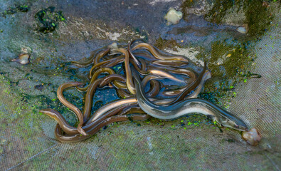 Release, Saja River, ANGUILA EUROPEA - EUROPEAN EEL (Anguilla anguilla), Terán de Cabuérniga,...
