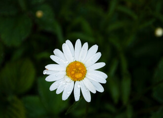 Fototapeta premium chomomile flower in the garden