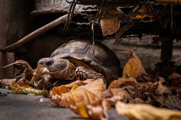 turtle in fall