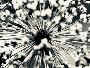 close up of a dried flower in the garden, showing beautiful lines in black and white