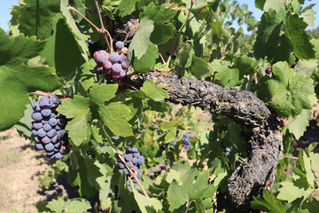 Closeup of old vine zinfandel red wine grapes in a vineyard within Lodi, California - obrazy, fototapety, plakaty