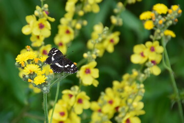 A white admiral butterfly on the yellow flowers of a Sonchus arvensis.