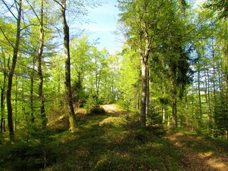 Fototapeta na wymiar Beech forest with lush foliage in spring