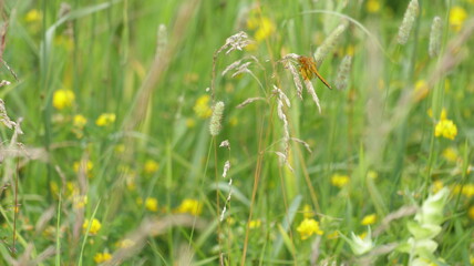 field of dandelions