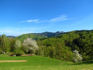 Fototapeta na wymiar View of Mohor hill in Gorenjska, Slovenia with white blooming apple trees in front