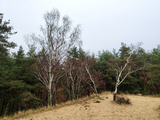 Curonian Spit, Russia