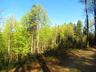 Beech forest in spring
