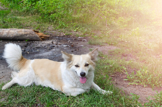 The dog lies with its tongue out in the open air next to the fire pit. Selective focus